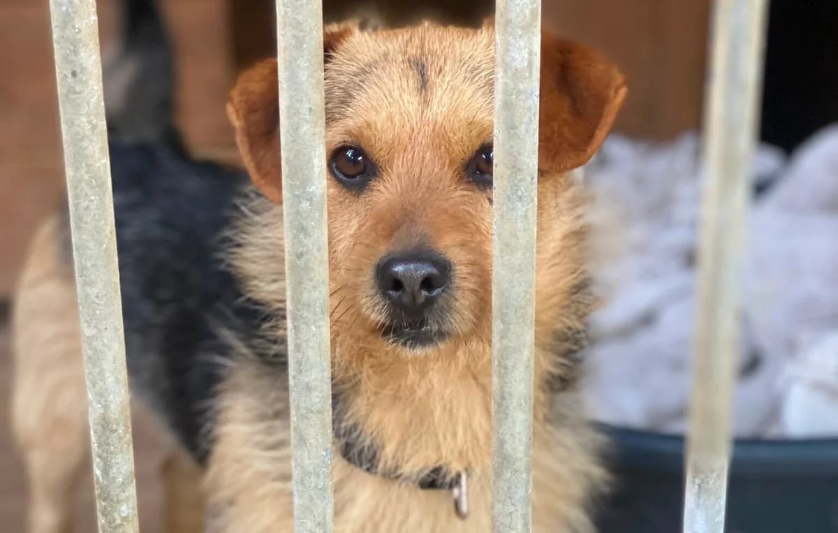 Supełek, young Mixed Breed for adoption at Przytulisko Głowno