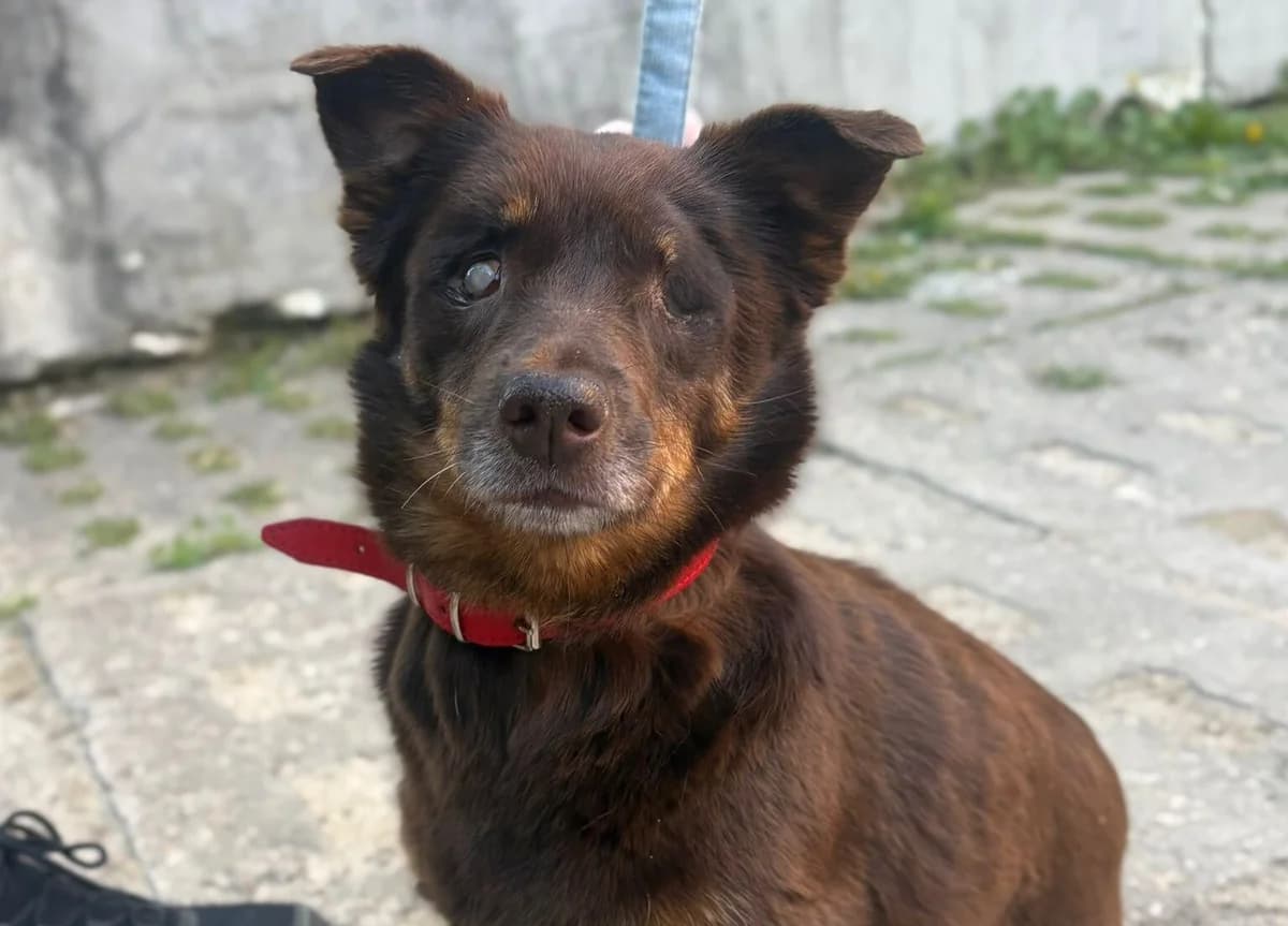 Tosia, male 5yo Mixed Breed for adoption at Przytulisko Głowno