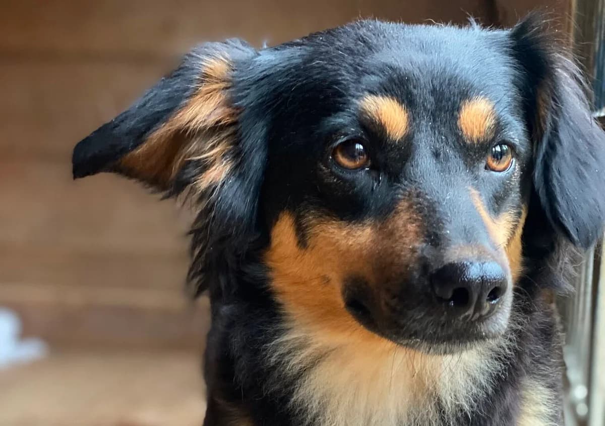 Tulinka, young Mixed Breed for adoption at Przytulisko Głowno