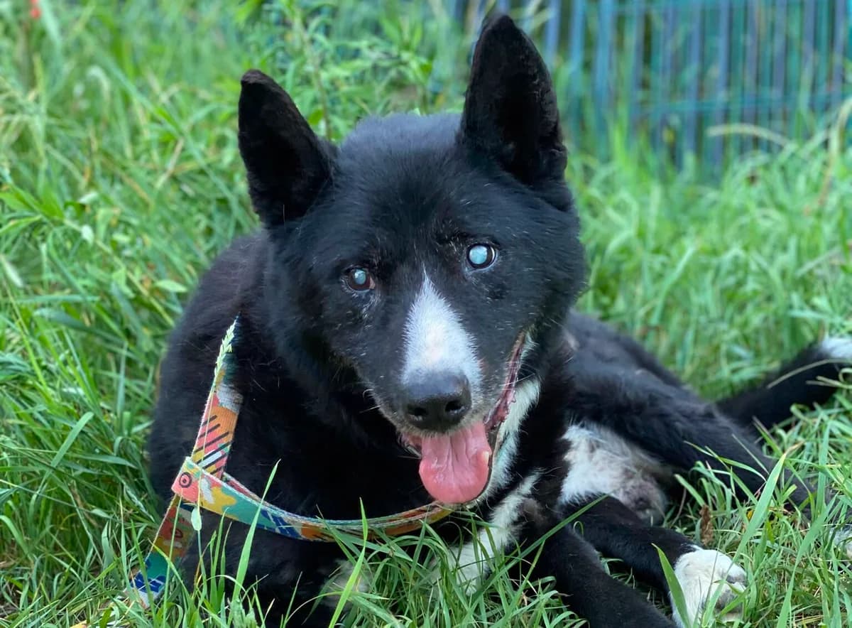 Zeus, male senior Mixed Breed for adoption at Przytulisko Głowno