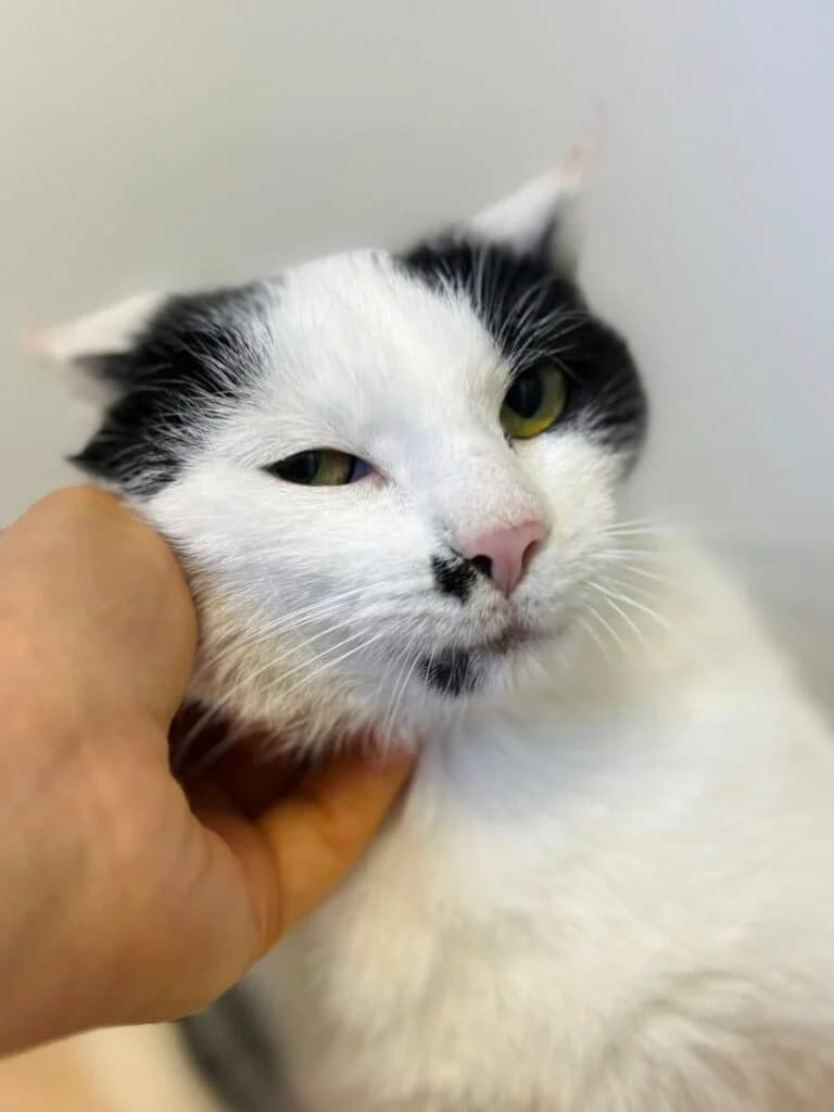 Akacja, Mixed Breed for adoption at Przytulisko u Wandy