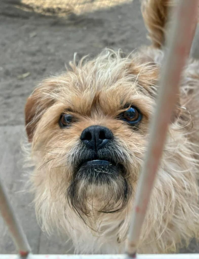 Bafi, Mixed Breed for adoption at Przytulisko u Wandy