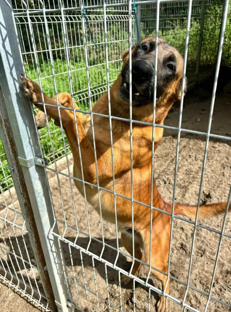 Belgi, Mixed Breed for adoption at Przytulisko u Wandy