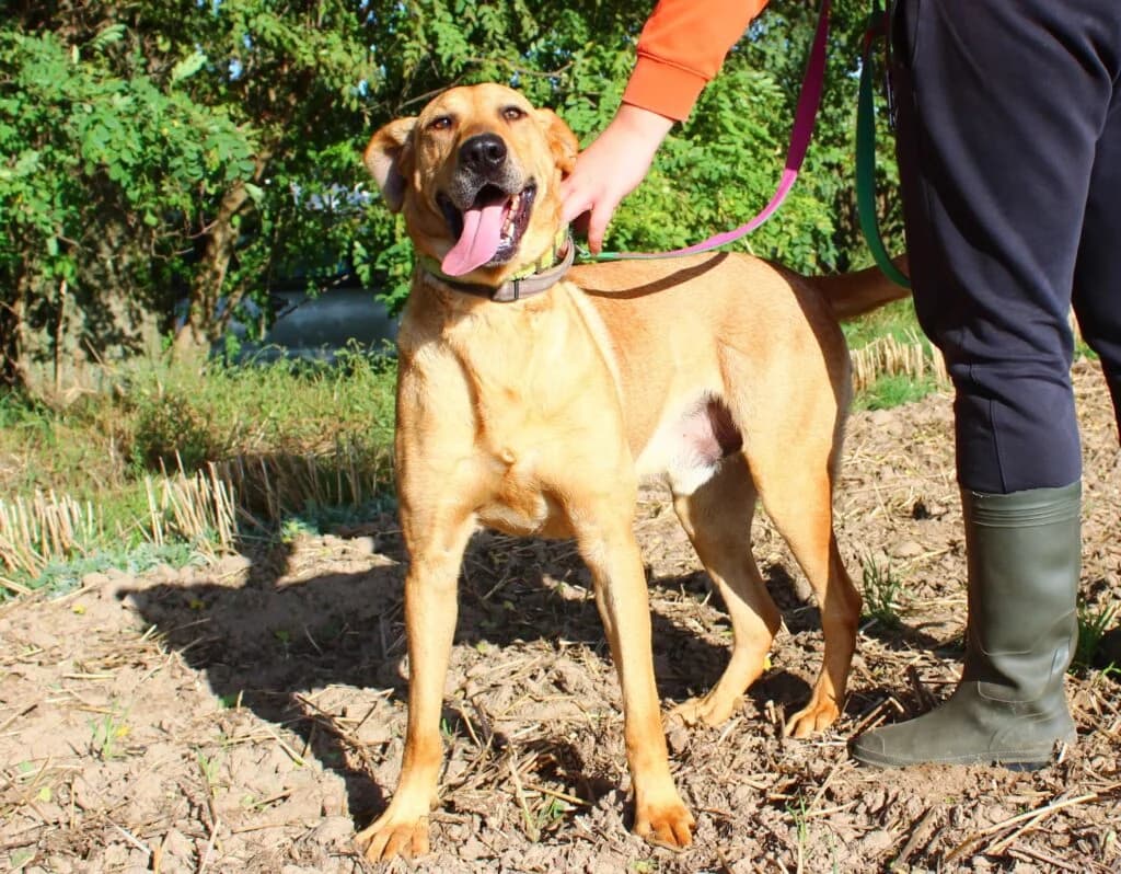 Borys, Mixed Breed for adoption at Przytulisko u Wandy
