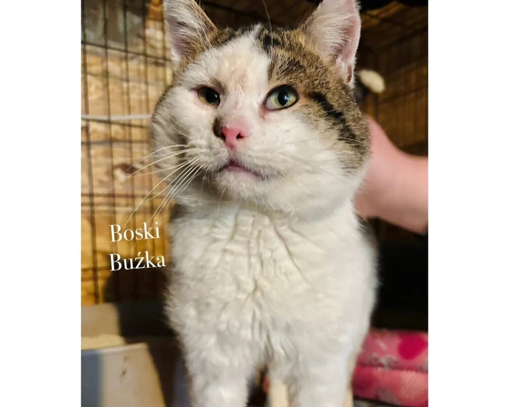 Boski Buźka, Mixed Breed for adoption at Przytulisko u Wandy