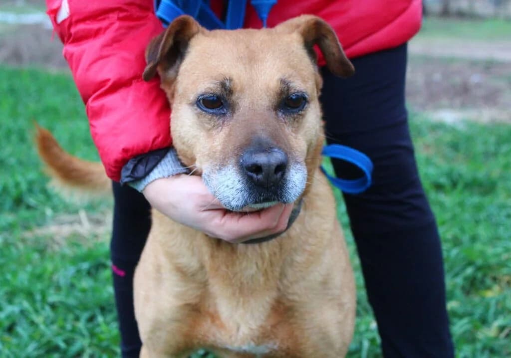 Chmurka, Mixed Breed for adoption at Przytulisko u Wandy