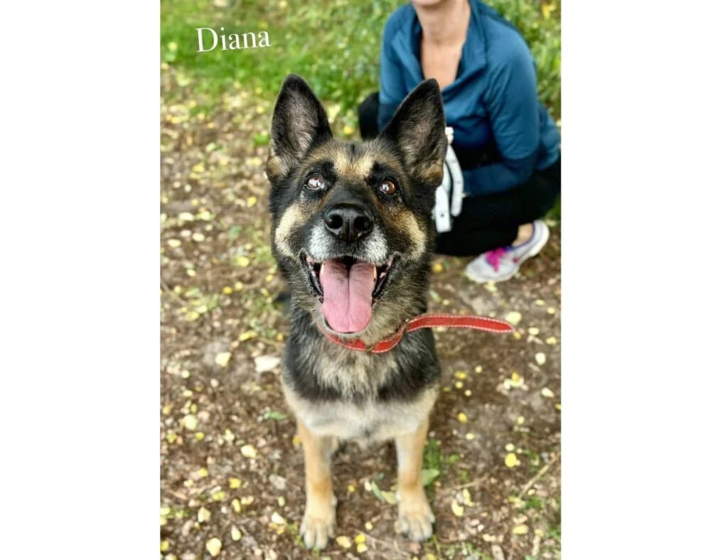 Diana, Mixed Breed for adoption at Przytulisko u Wandy