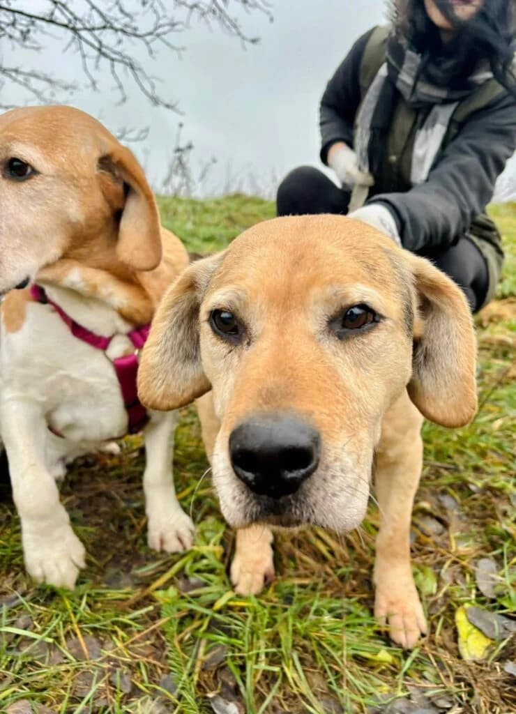 Dwupak do pokochania! Beagielki Katon i Koźlak, Mixed Breed for adoption at Przytulisko u Wandy