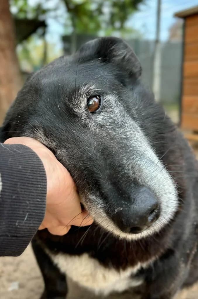 Dyzio Mrówkojad, Mixed Breed for adoption at Przytulisko u Wandy