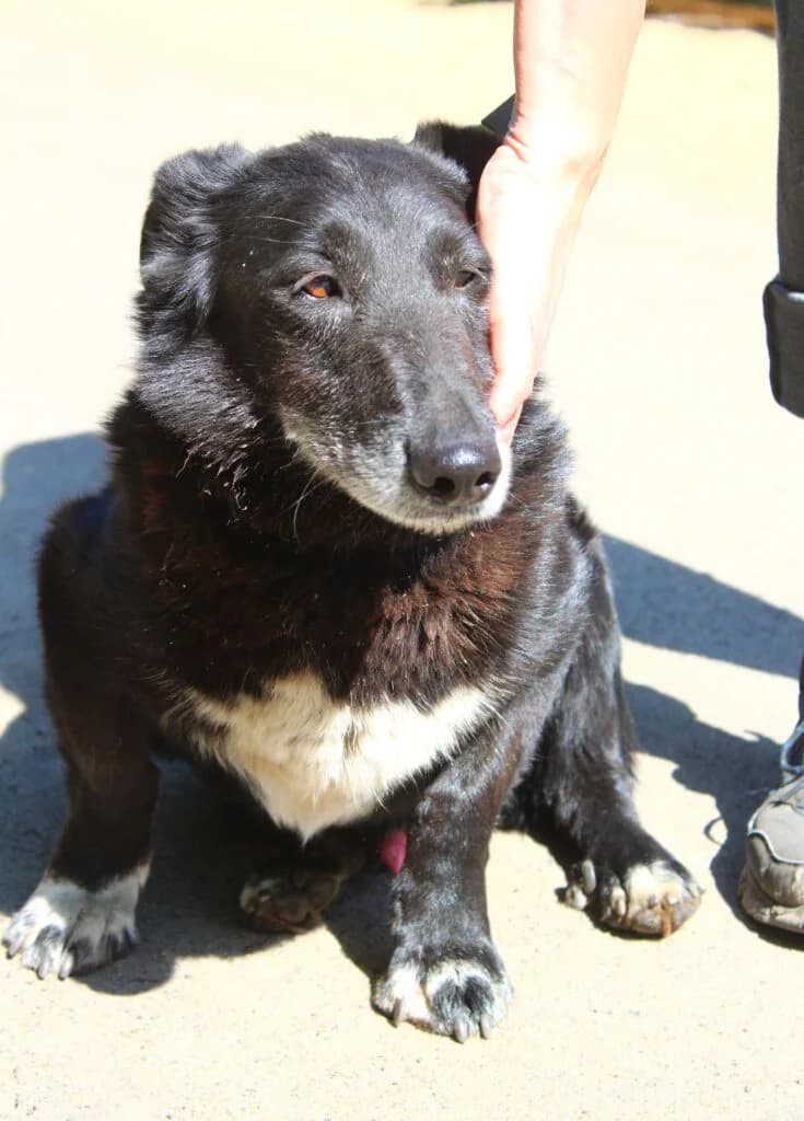 Dyziu Mrówkojad, Mixed Breed for adoption at Przytulisko u Wandy
