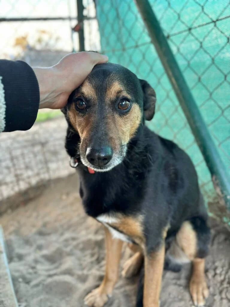Dyzma, Mixed Breed for adoption at Przytulisko u Wandy