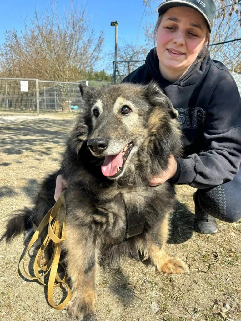 Dziczek Ponki, Mixed Breed for adoption at Przytulisko u Wandy