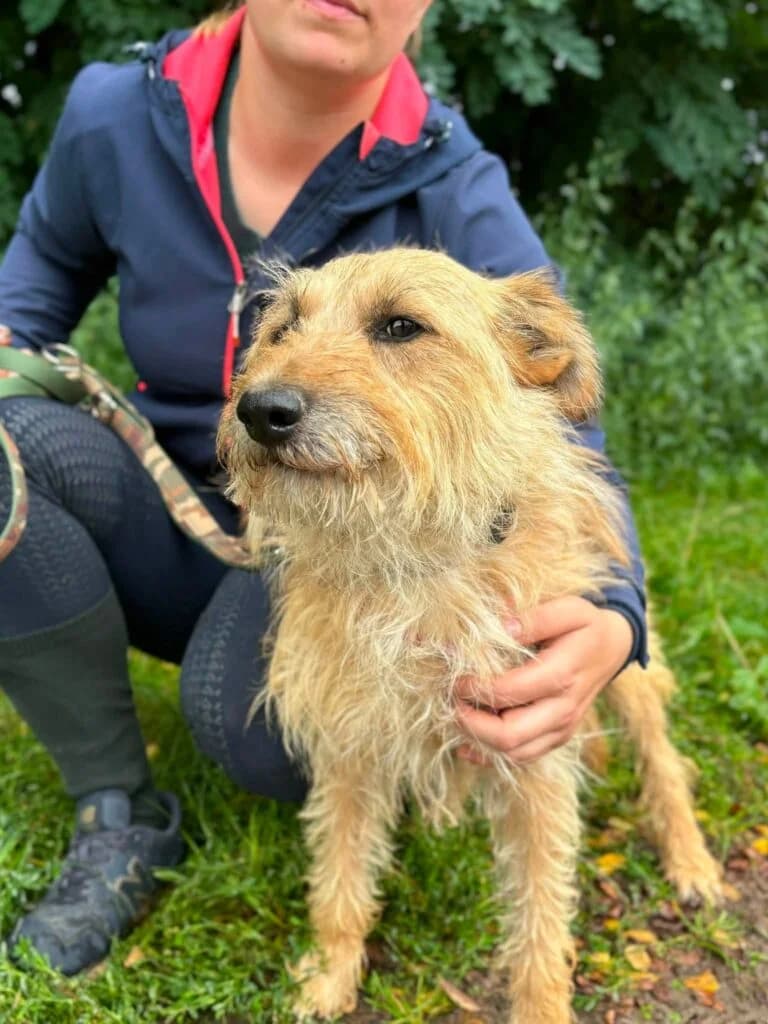 Geniusz, Mixed Breed for adoption at Przytulisko u Wandy
