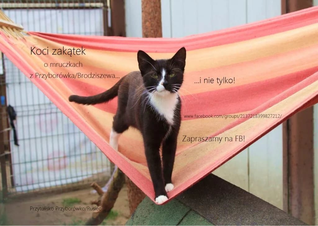 Grupa pomocy dla mruczków – „Koci zakątek” – zapraszamy, Mixed Breed for adoption at Przytulisko u Wandy