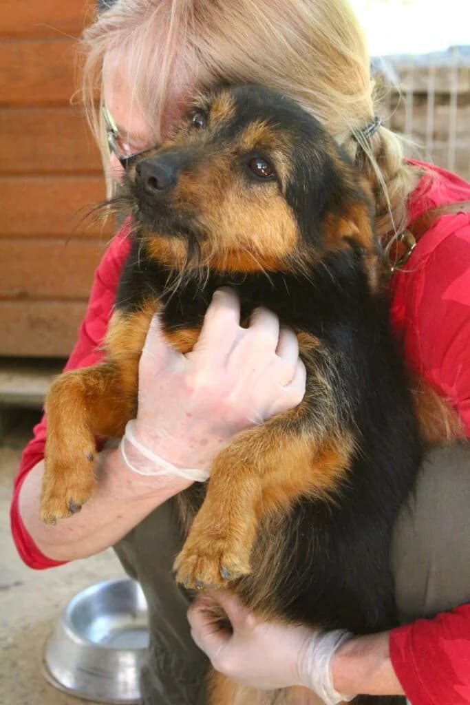 Guciu, Mixed Breed for adoption at Przytulisko u Wandy