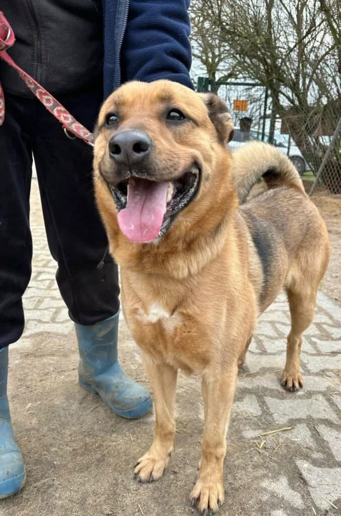 Henryczek, Mixed Breed for adoption at Przytulisko u Wandy