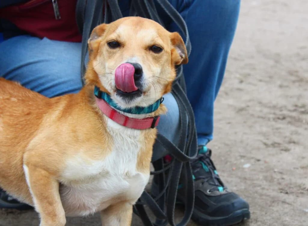 Hip – Hop, Mixed Breed for adoption at Przytulisko u Wandy