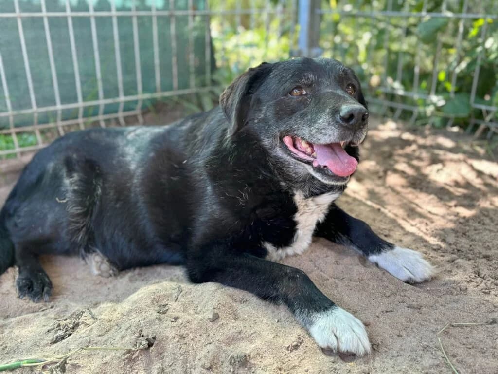 Jarmużek, Mixed Breed for adoption at Przytulisko u Wandy