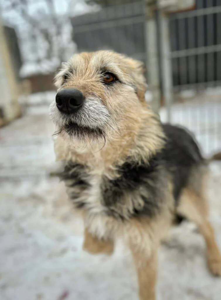Kania, Mixed Breed for adoption at Przytulisko u Wandy