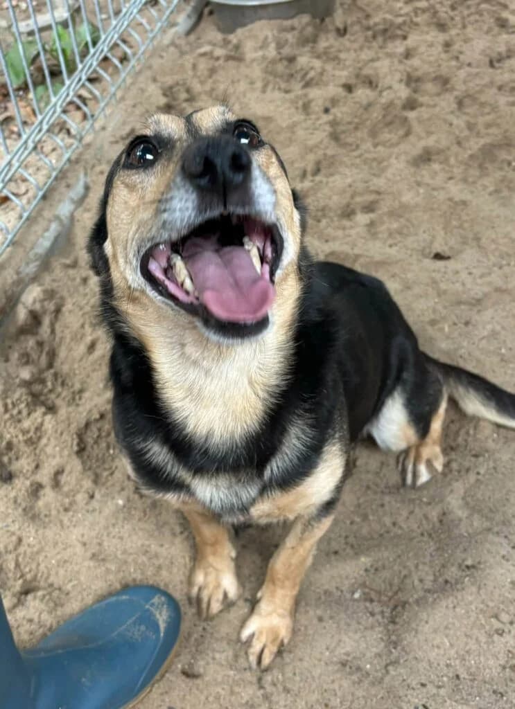 Karlosek, Mixed Breed for adoption at Przytulisko u Wandy