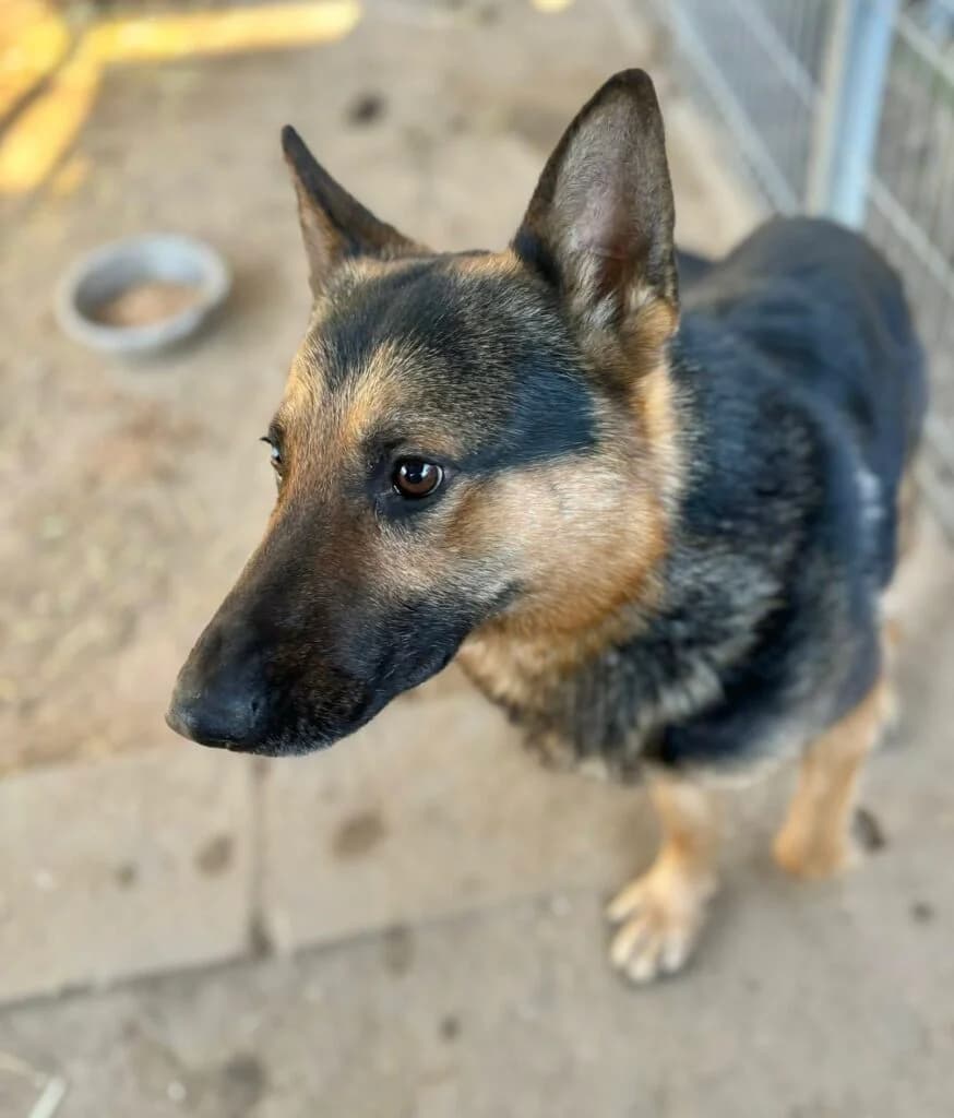 Korniszonek, Mixed Breed for adoption at Przytulisko u Wandy