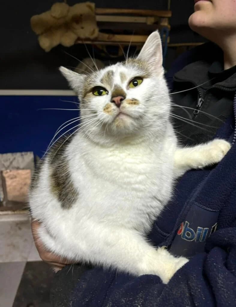 Kotka Łatka, Mixed Breed for adoption at Przytulisko u Wandy