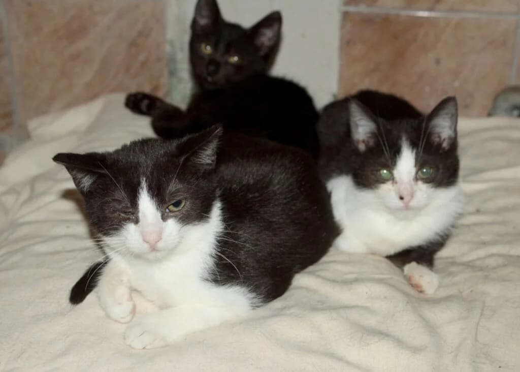Koty czekają na nowe domy, Mixed Breed for adoption at Przytulisko u Wandy
