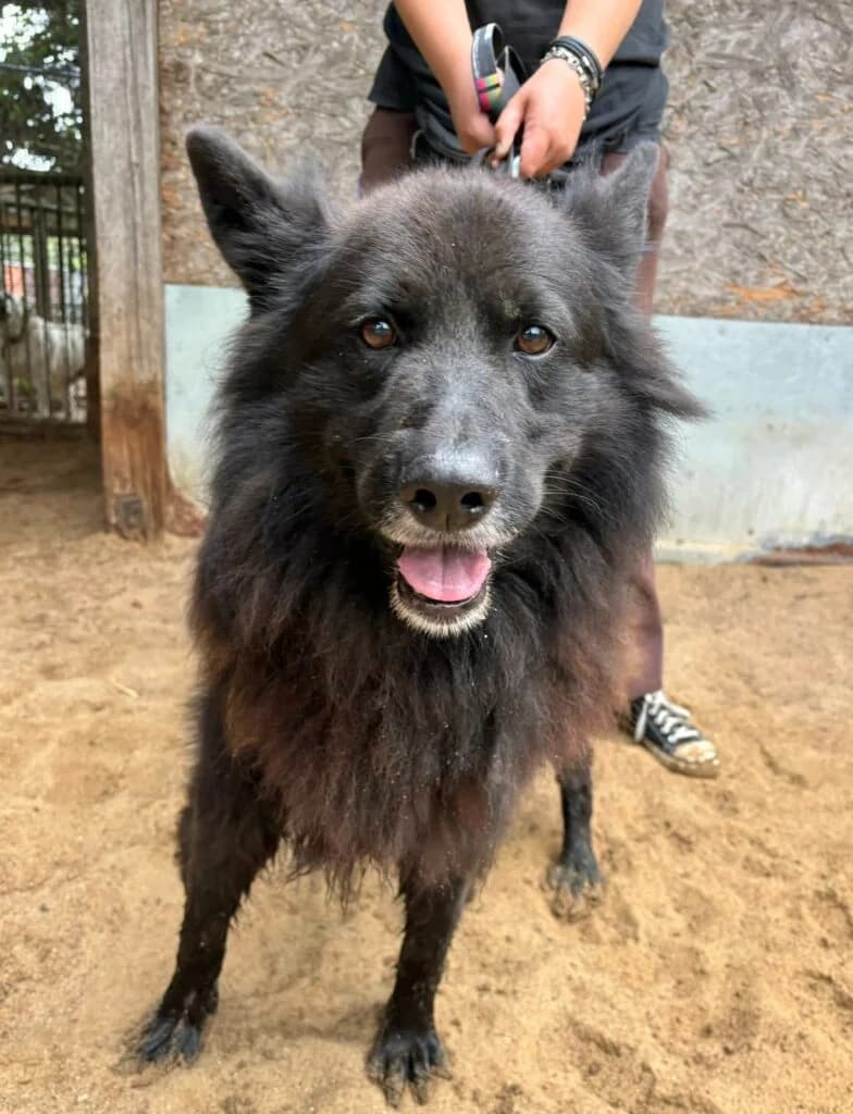 Krasnoludek, Mixed Breed for adoption at Przytulisko u Wandy