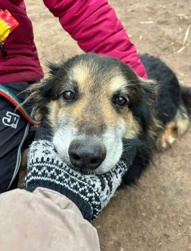 Krokodylek, Mixed Breed for adoption at Przytulisko u Wandy