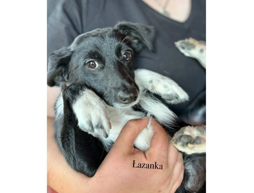 Łazanka, Mixed Breed for adoption at Przytulisko u Wandy
