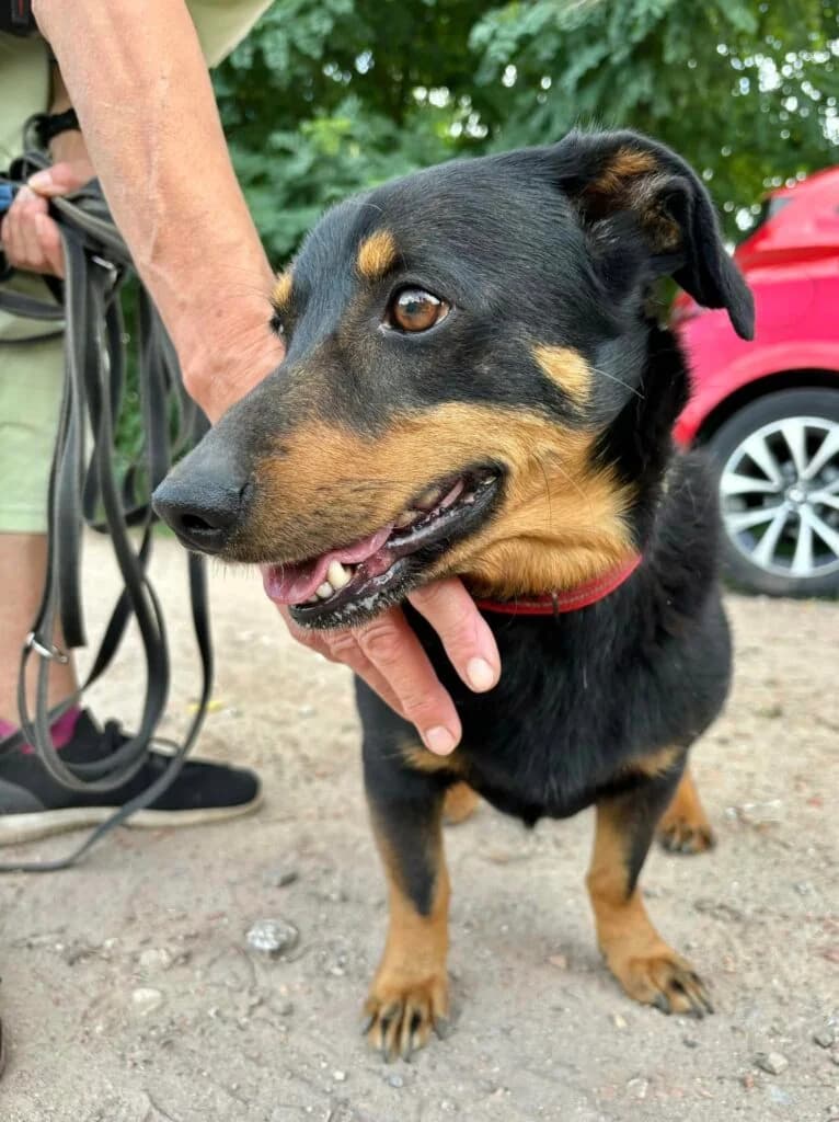 Lee zwany Puzonem, Mixed Breed for adoption at Przytulisko u Wandy