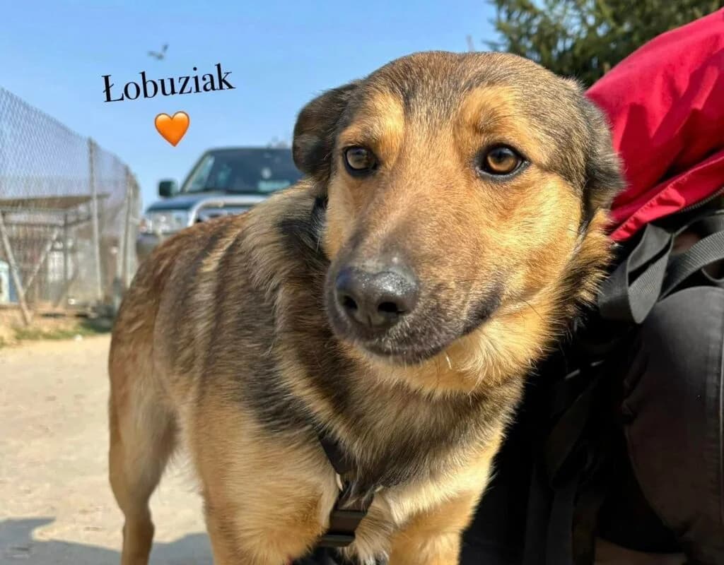 Łobuziak, Mixed Breed for adoption at Przytulisko u Wandy