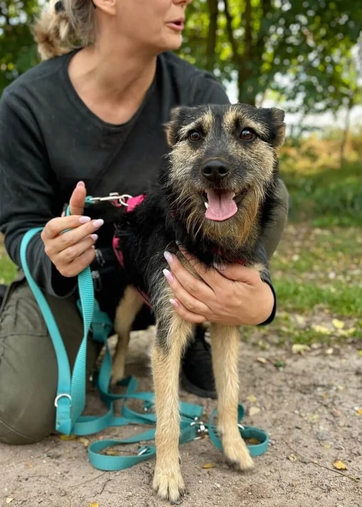 Łuki, Mixed Breed for adoption at Przytulisko u Wandy