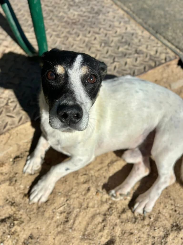 Łyskacz, Mixed Breed for adoption at Przytulisko u Wandy