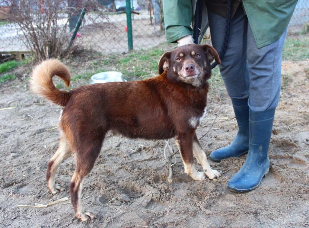 Max Bronzo, Mixed Breed for adoption at Przytulisko u Wandy