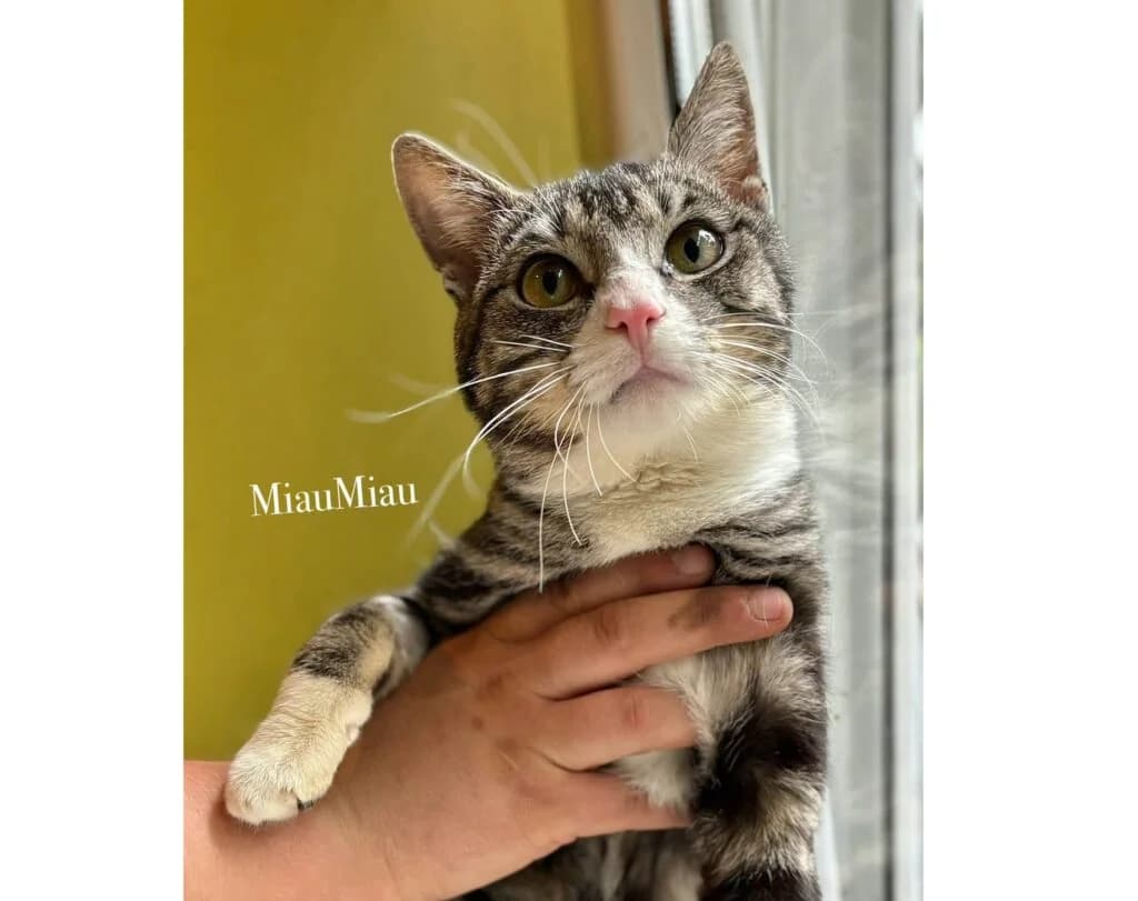 Miau Miau, Mixed Breed for adoption at Przytulisko u Wandy