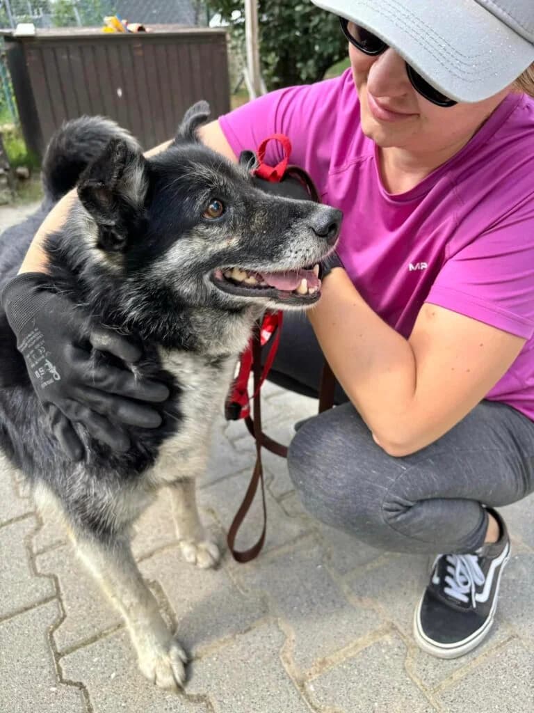 Nestorek, Mixed Breed for adoption at Przytulisko u Wandy