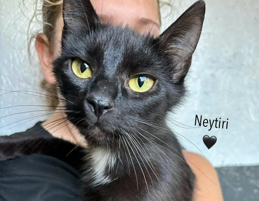 Neytiri, Mixed Breed for adoption at Przytulisko u Wandy