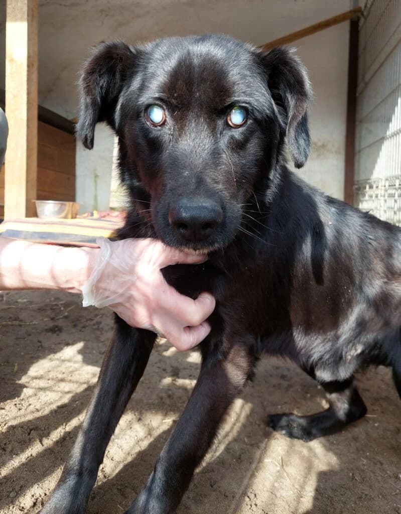 Otto Niewiduś, Mixed Breed for adoption at Przytulisko u Wandy