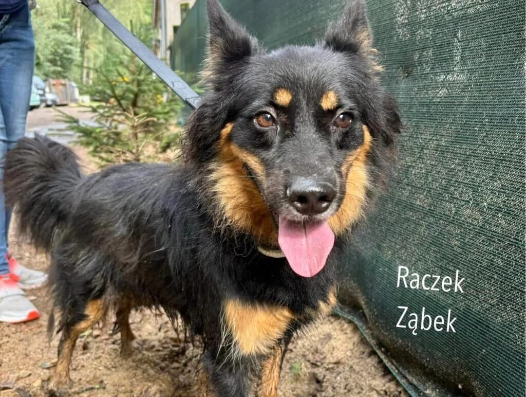 Raczek Ząbek, Mixed Breed for adoption at Przytulisko u Wandy