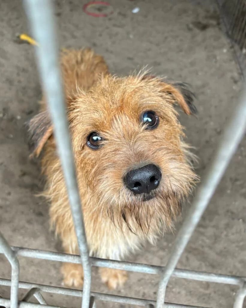 Reno, Mixed Breed for adoption at Przytulisko u Wandy