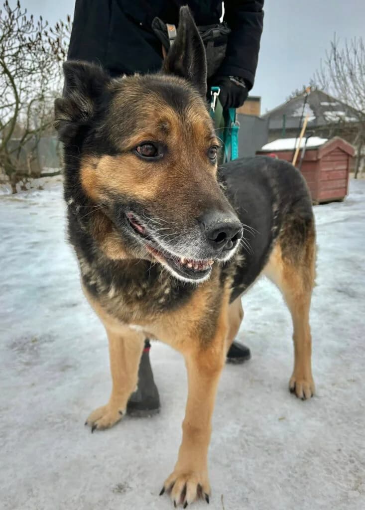 Riko, Mixed Breed for adoption at Przytulisko u Wandy