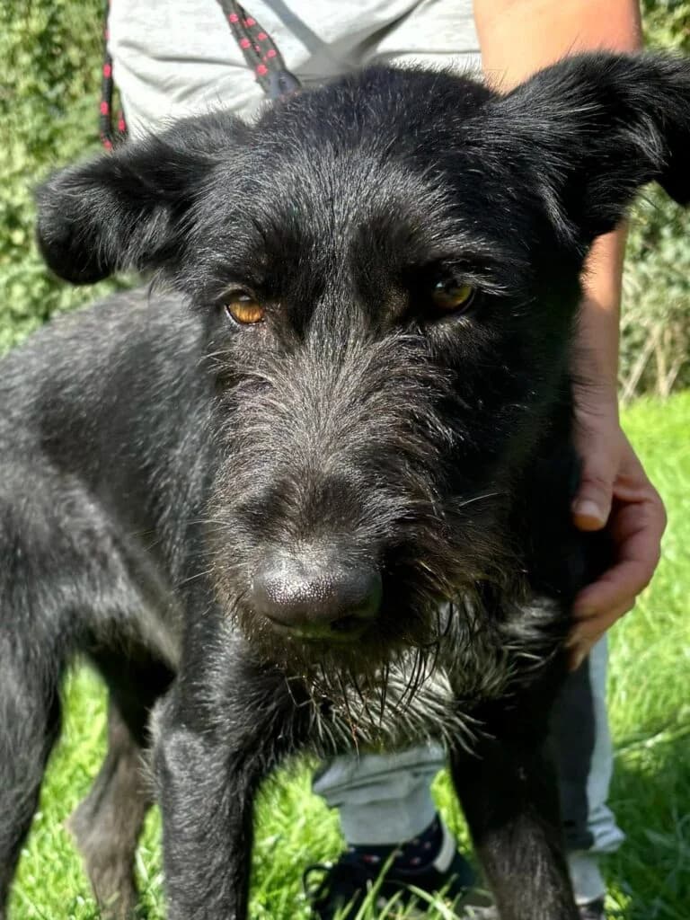 Rima, Mixed Breed for adoption at Przytulisko u Wandy