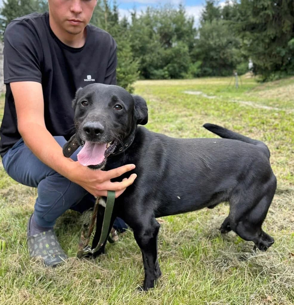Ringo, Mixed Breed for adoption at Przytulisko u Wandy