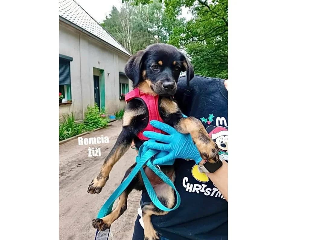 Romcia Żiżi, Mixed Breed for adoption at Przytulisko u Wandy
