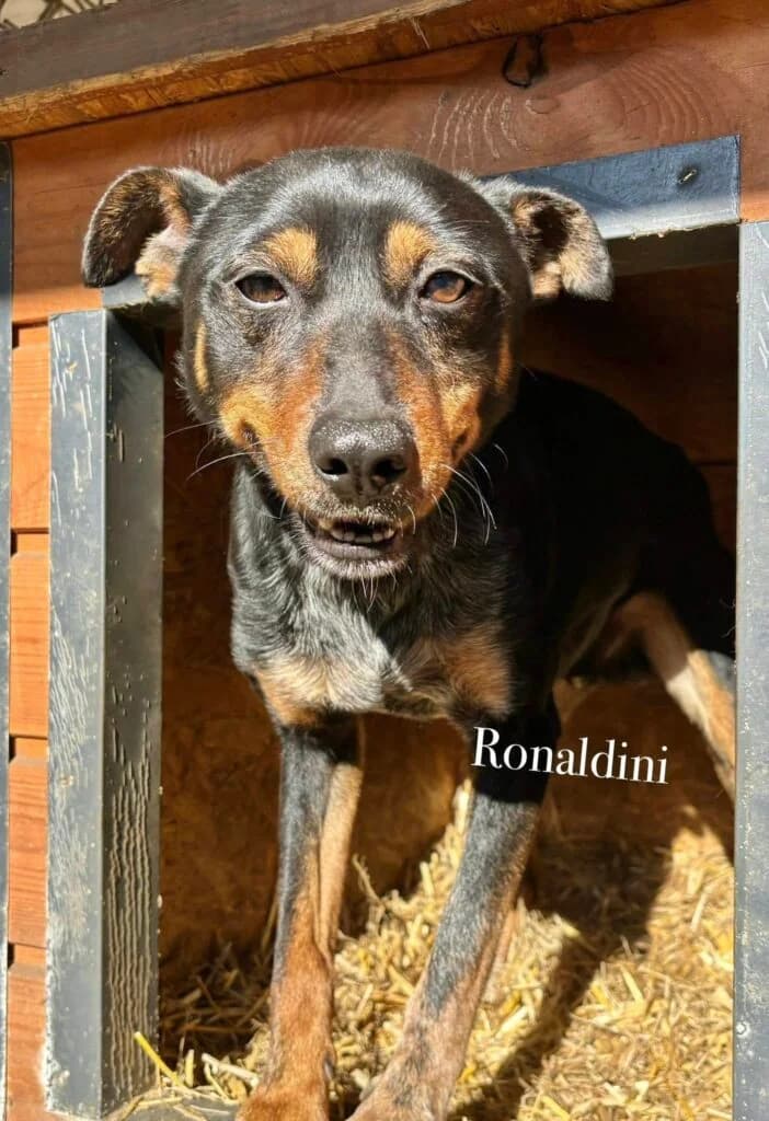 Ronaldini, Mixed Breed for adoption at Przytulisko u Wandy