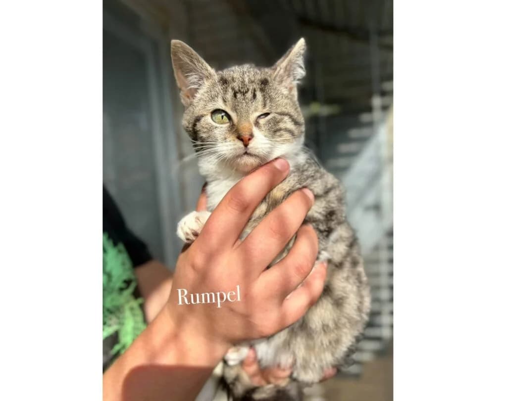 Rumpel, Mixed Breed for adoption at Przytulisko u Wandy
