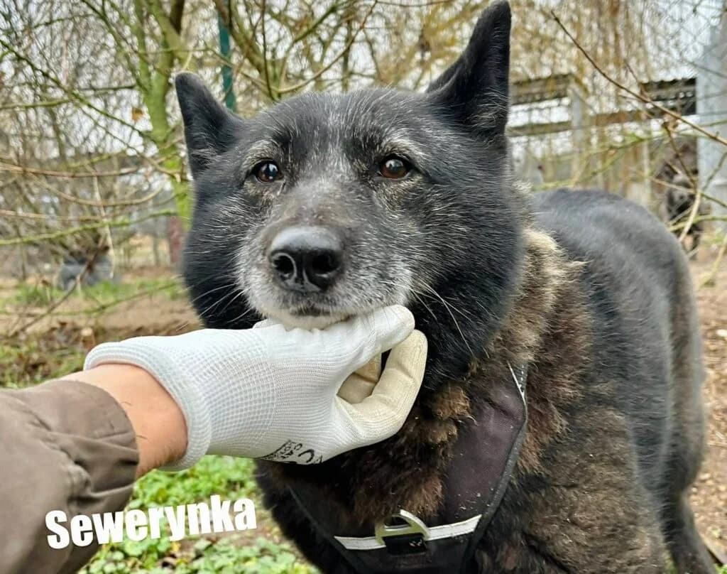 Sewerynka, Mixed Breed for adoption at Przytulisko u Wandy