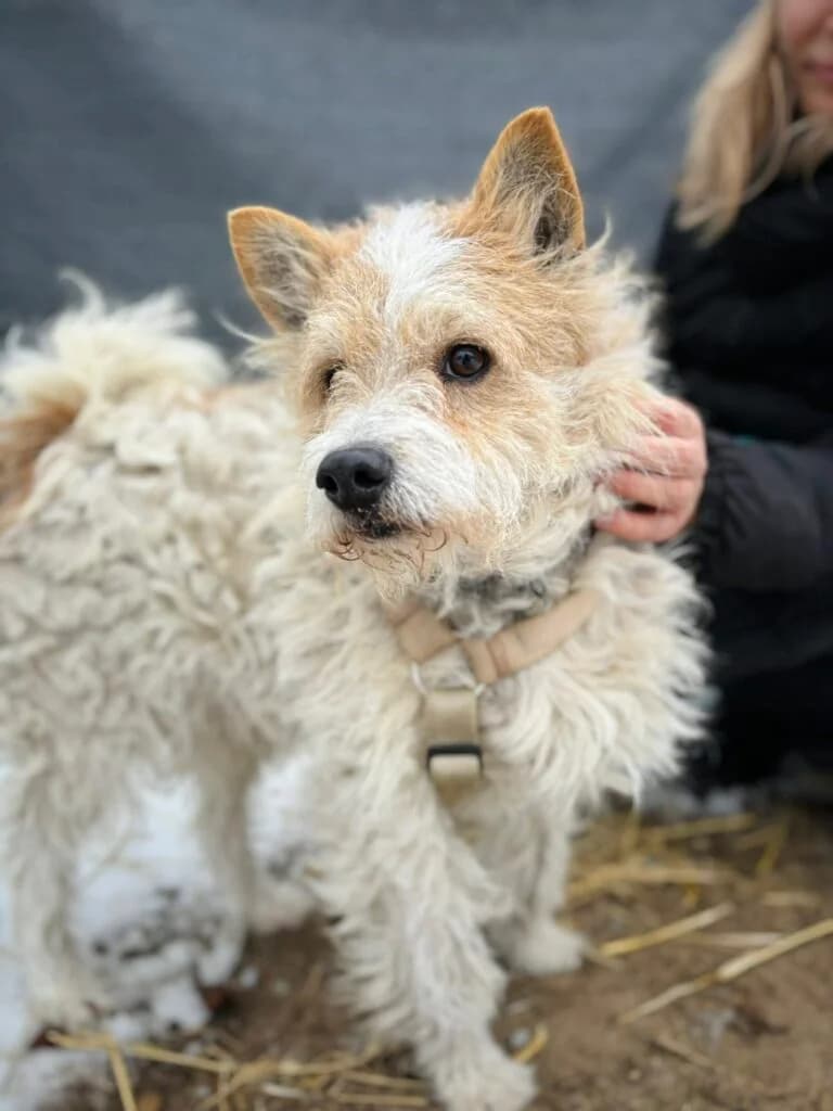 Siedlosek, Mixed Breed for adoption at Przytulisko u Wandy