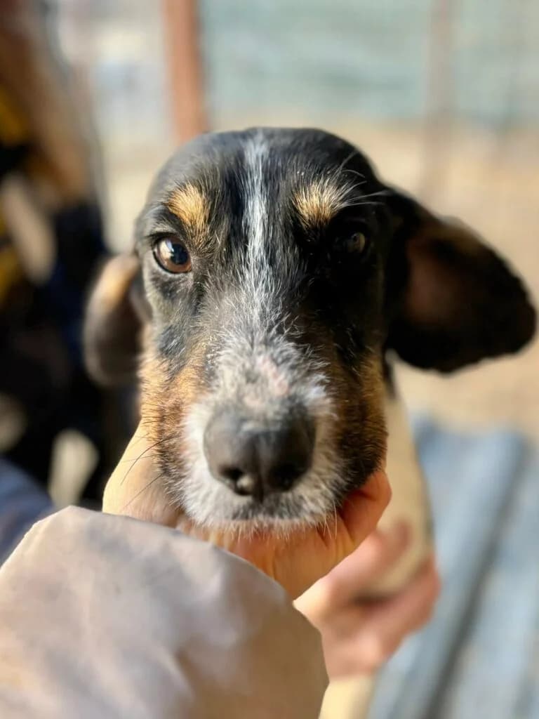 Siekierka, Mixed Breed for adoption at Przytulisko u Wandy
